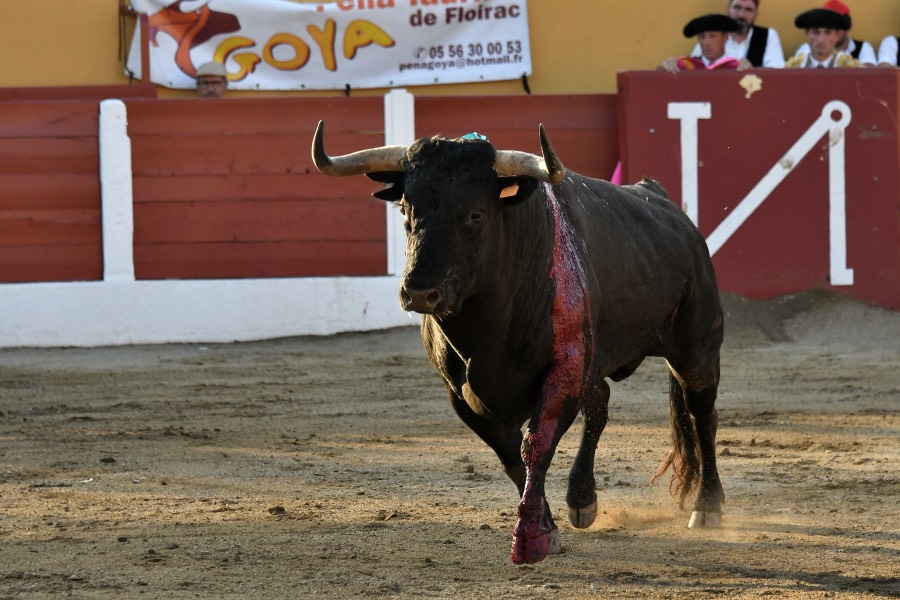 Ceret, 15 de julio de 2018. Corrida vespertina