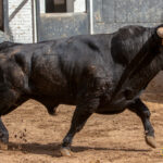 Madrid - Novillada picada - Domingo 1 de julio de 2018