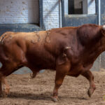 Madrid - Novillada picada - Domingo 1 de julio de 2018