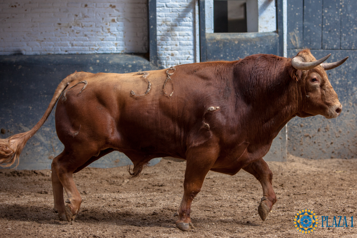 Madrid - Novillada picada - Domingo 1 de julio de 2018