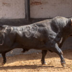 Madrid - Novillada picada - Domingo 1 de julio de 2018