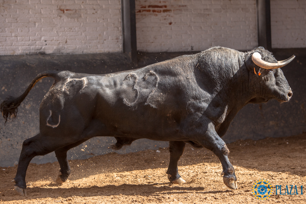 Madrid - Novillada picada - Domingo 1 de julio de 2018