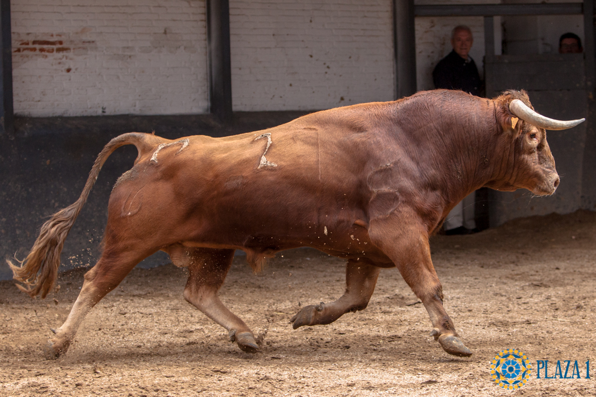 Madrid - Novillada picada - Domingo 1 de julio de 2018