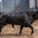 Madrid - Novillada picada - Domingo 1 de julio de 2018