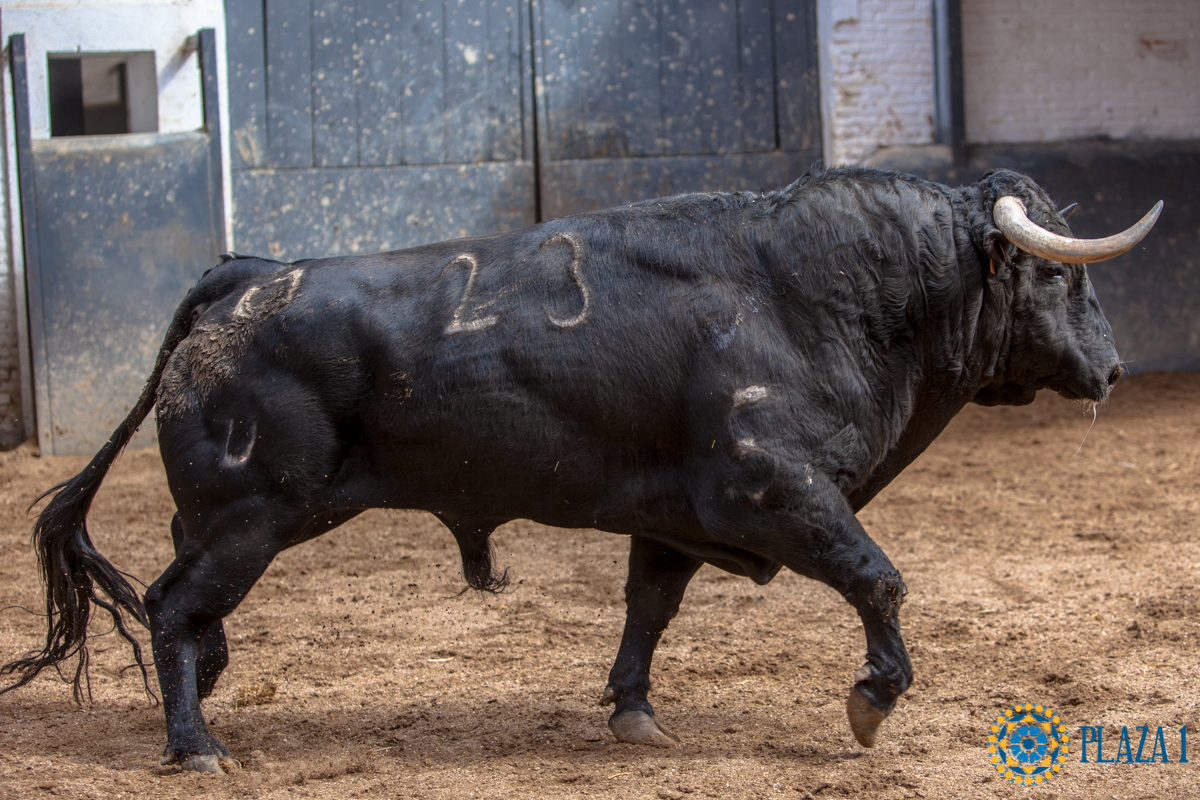 Madrid - Novillada picada - Domingo 1 de julio de 2018