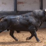 Madrid - Novillada picada - Domingo 1 de julio de 2018