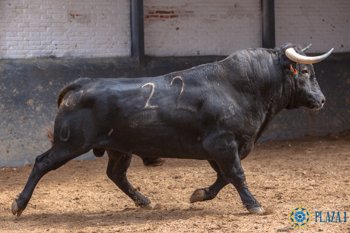 Madrid - Novillada picada - Domingo 1 de julio de 2018