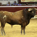 Mont de Marsan - Novillada nocturna - Sábado 21 de julio de 2018