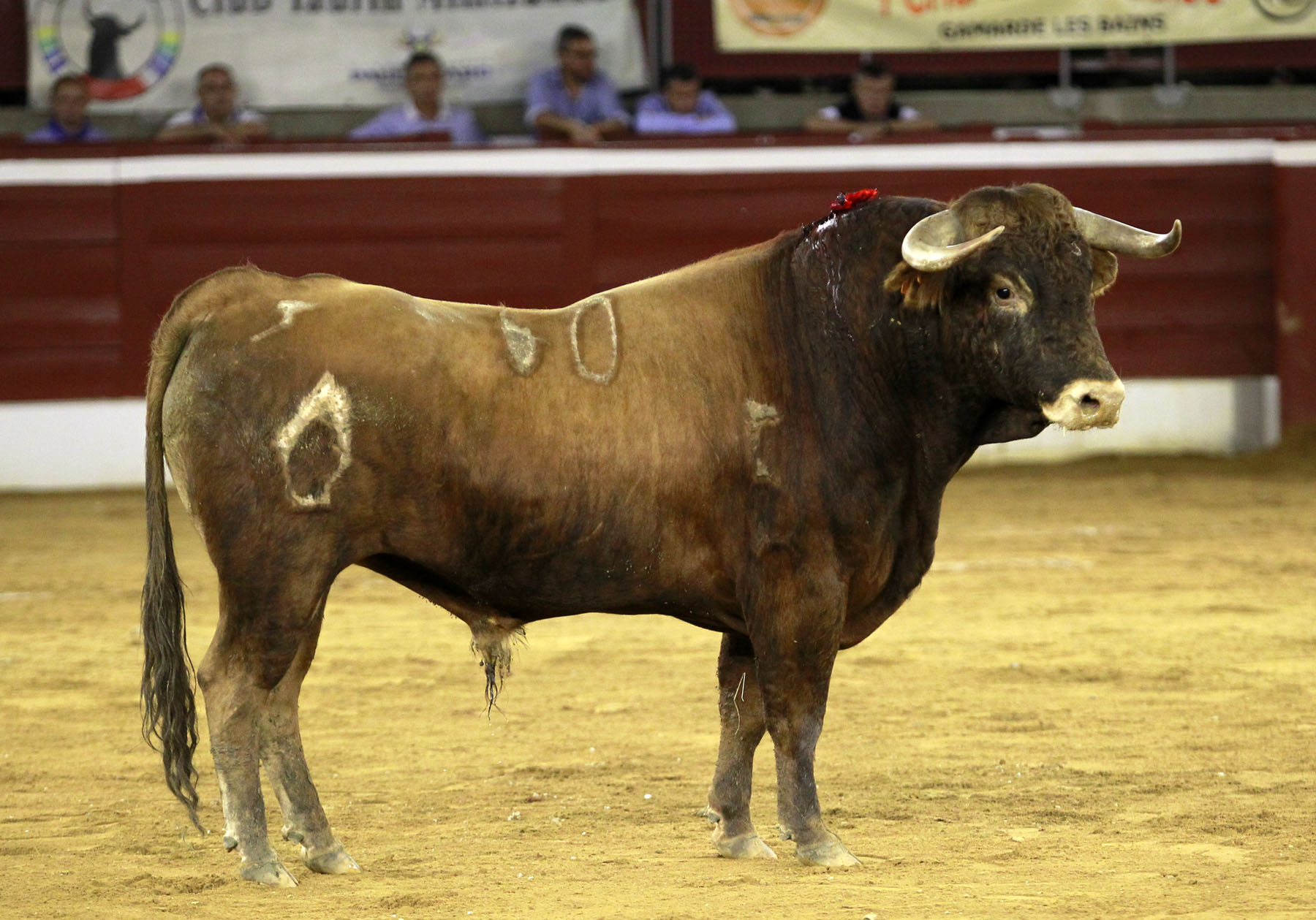 Mont de Marsan - Novillada nocturna - Sábado 21 de julio de 2018