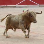 Pamplona, 11 de julio de 2018. Resumen gráfico de la corrida