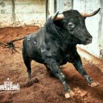 Los toros de Paulo Caetano para Morante y Manzanares en Lisboa. 5 de julio de 2018