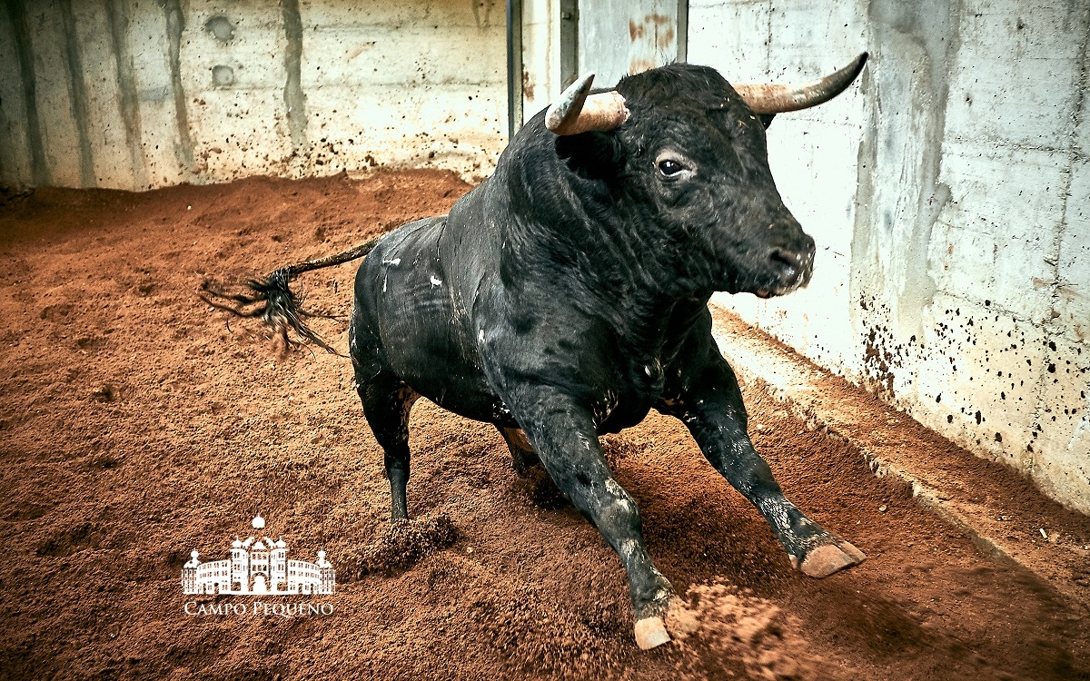 Los toros de Paulo Caetano para Morante y Manzanares en Lisboa. 5 de julio de 2018