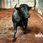 Los toros de Paulo Caetano para Morante y Manzanares en Lisboa. 5 de julio de 2018