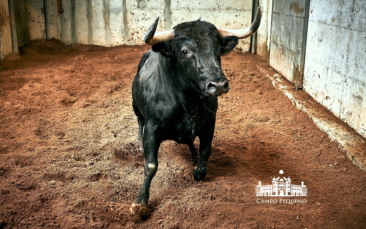 Los toros de Paulo Caetano para Morante y Manzanares en Lisboa. 5 de julio de 2018
