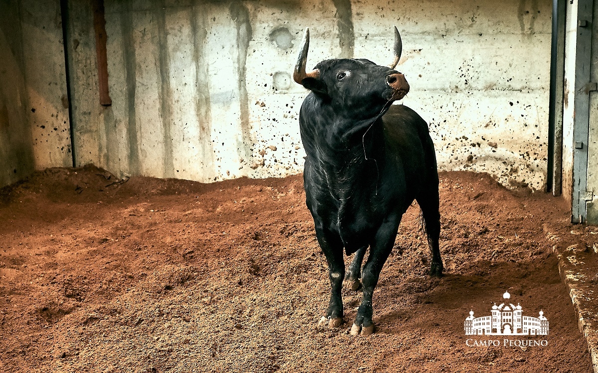 Los toros de Paulo Caetano para Morante y Manzanares en Lisboa. 5 de julio de 2018
