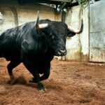 Los toros de Paulo Caetano para Morante y Manzanares en Lisboa. 5 de julio de 2018