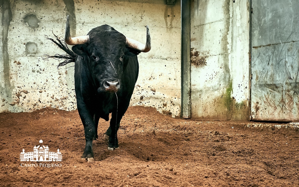 Los toros de Paulo Caetano para Morante y Manzanares en Lisboa. 5 de julio de 2018