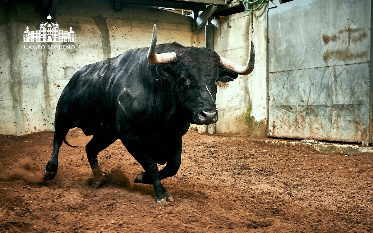 Los toros de Paulo Caetano para Morante y Manzanares en Lisboa. 5 de julio de 2018