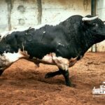 Los toros de Paulo Caetano para Morante y Manzanares en Lisboa. 5 de julio de 2018