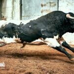 Los toros de Paulo Caetano para Morante y Manzanares en Lisboa. 5 de julio de 2018