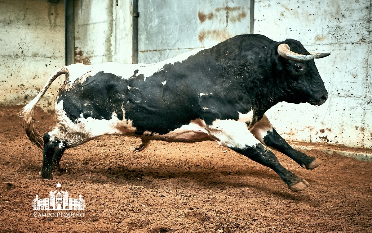 Los toros de Paulo Caetano para Morante y Manzanares en Lisboa. 5 de julio de 2018