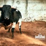 Los toros de Paulo Caetano para Morante y Manzanares en Lisboa. 5 de julio de 2018