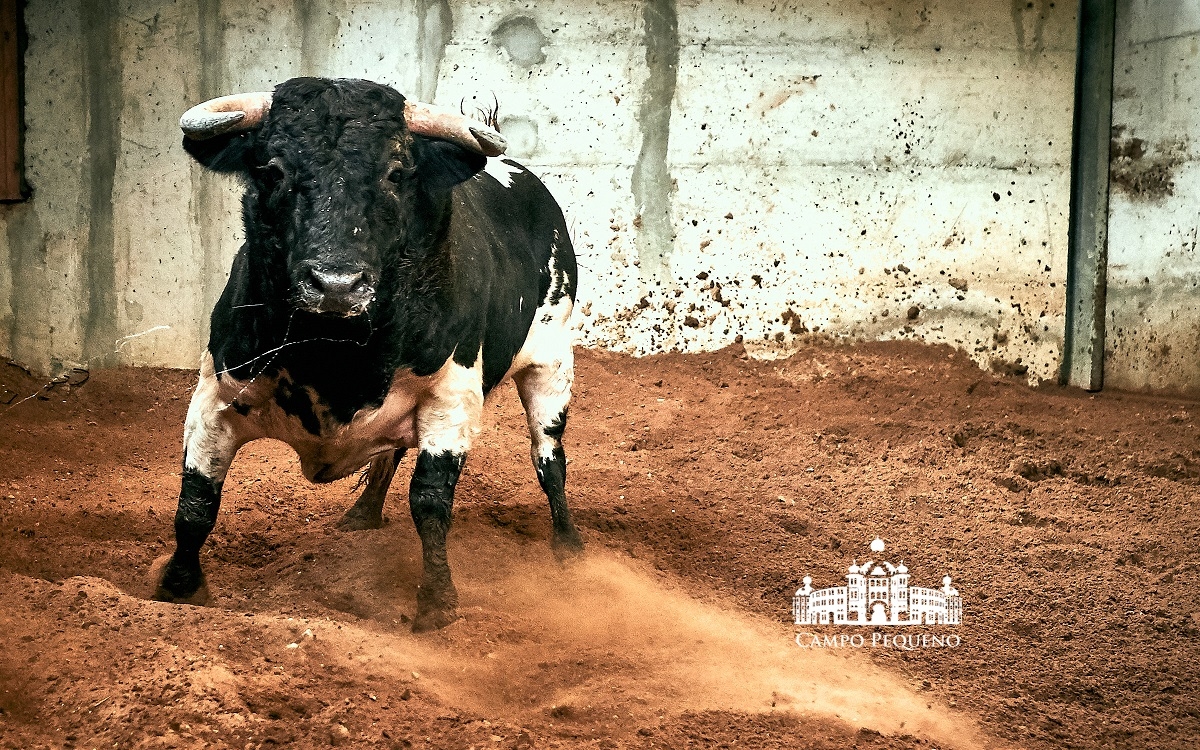Los toros de Paulo Caetano para Morante y Manzanares en Lisboa. 5 de julio de 2018