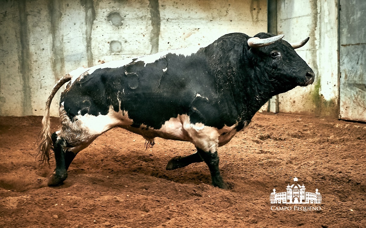 Los toros de Paulo Caetano para Morante y Manzanares en Lisboa. 5 de julio de 2018