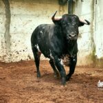Los toros de Paulo Caetano para Morante y Manzanares en Lisboa. 5 de julio de 2018