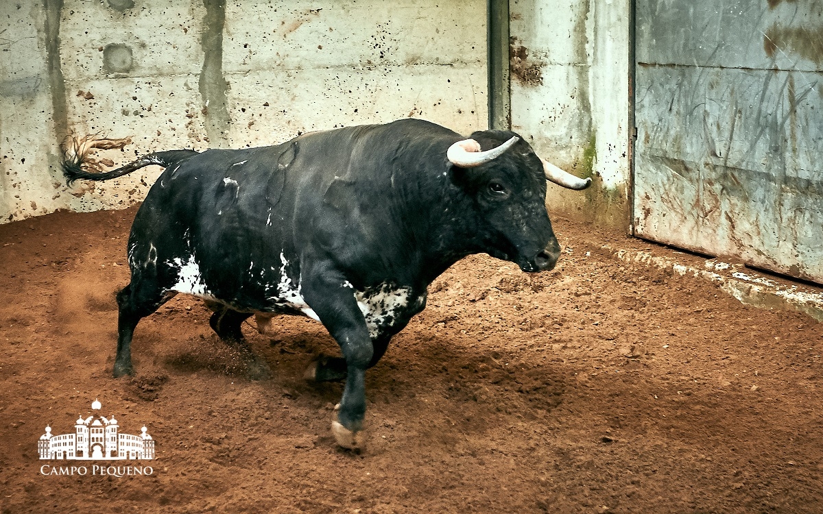 Los toros de Paulo Caetano para Morante y Manzanares en Lisboa. 5 de julio de 2018