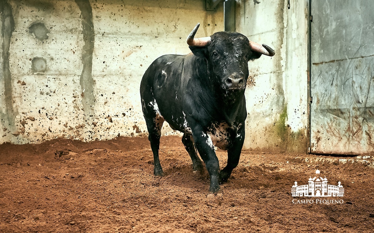 Los toros de Paulo Caetano para Morante y Manzanares en Lisboa. 5 de julio de 2018