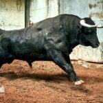 Los toros de Paulo Caetano para Morante y Manzanares en Lisboa. 5 de julio de 2018