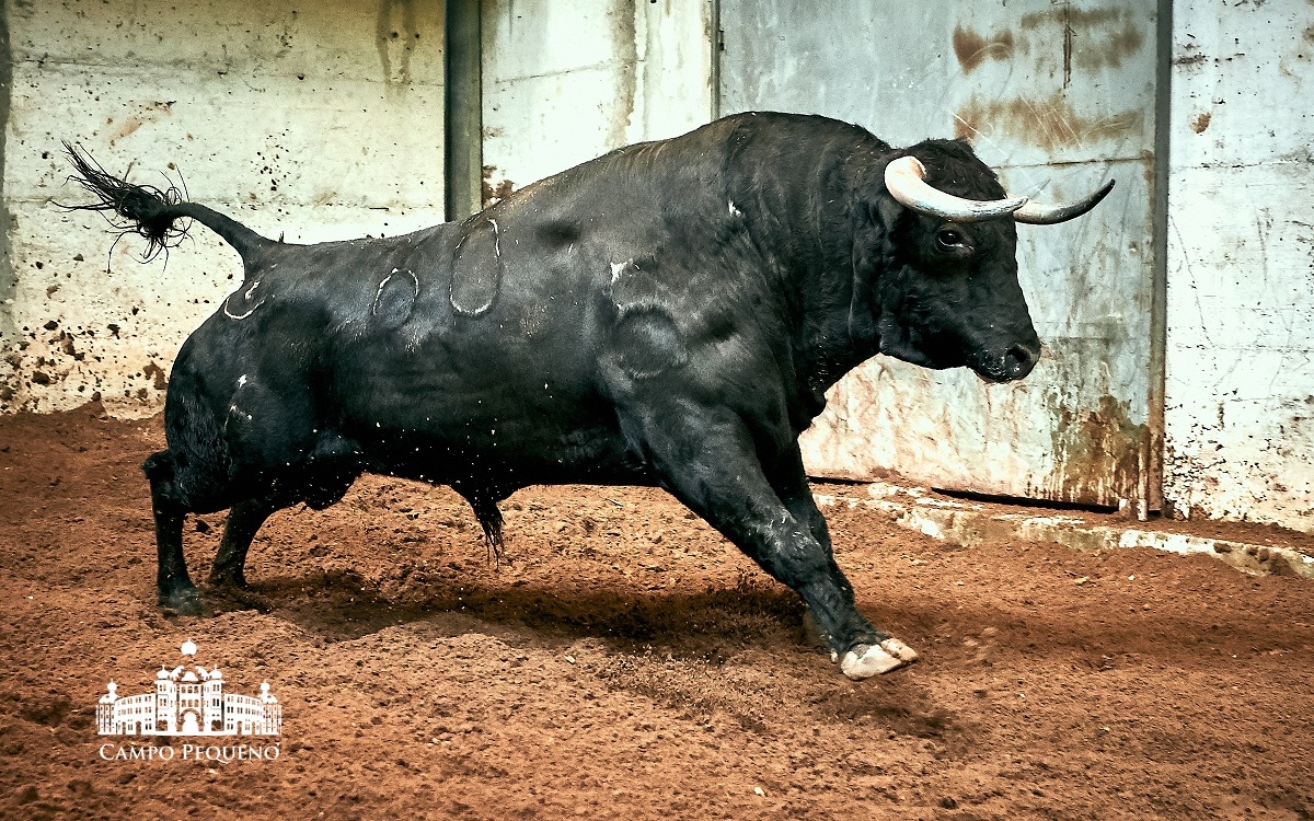 Los toros de Paulo Caetano para Morante y Manzanares en Lisboa. 5 de julio de 2018