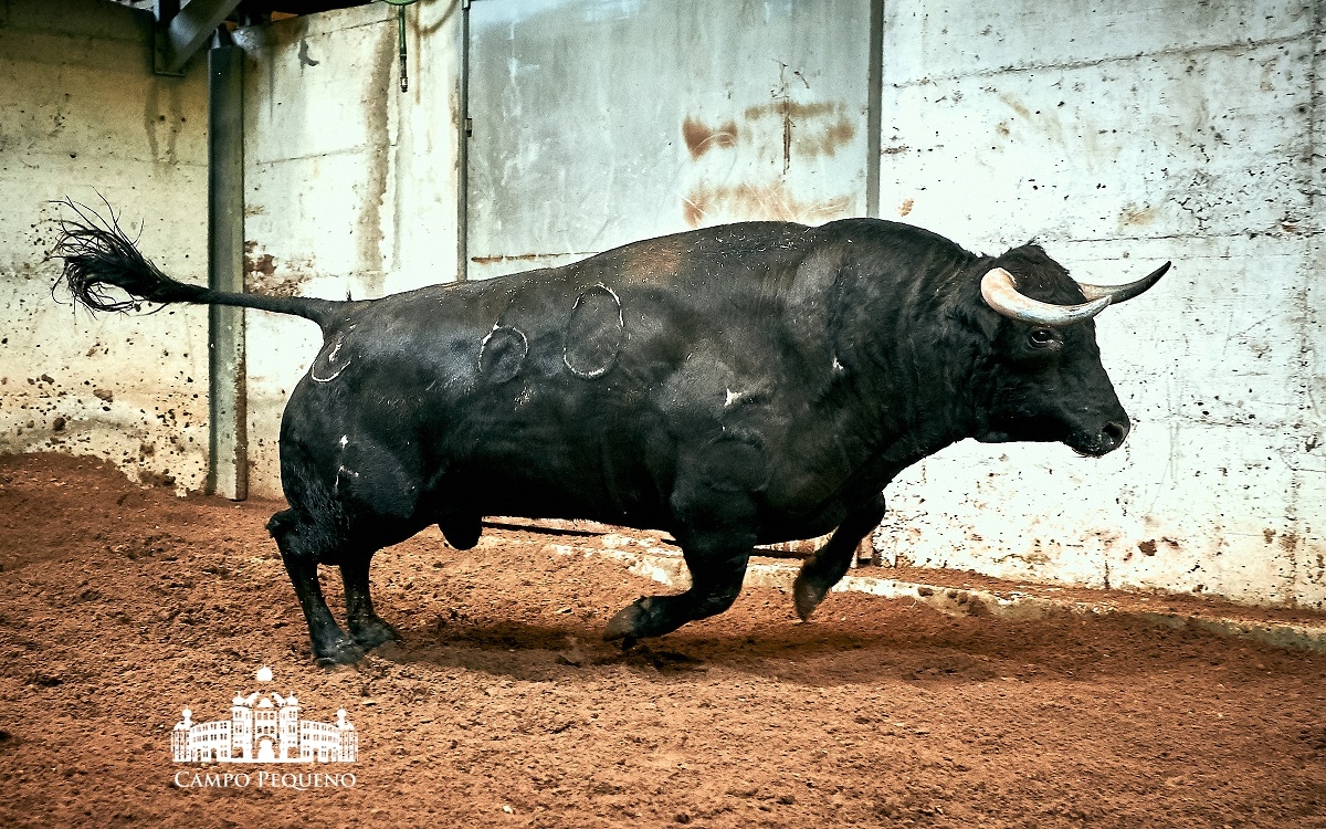 Los toros de Paulo Caetano para Morante y Manzanares en Lisboa. 5 de julio de 2018