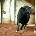 Los toros de Paulo Caetano para Morante y Manzanares en Lisboa. 5 de julio de 2018