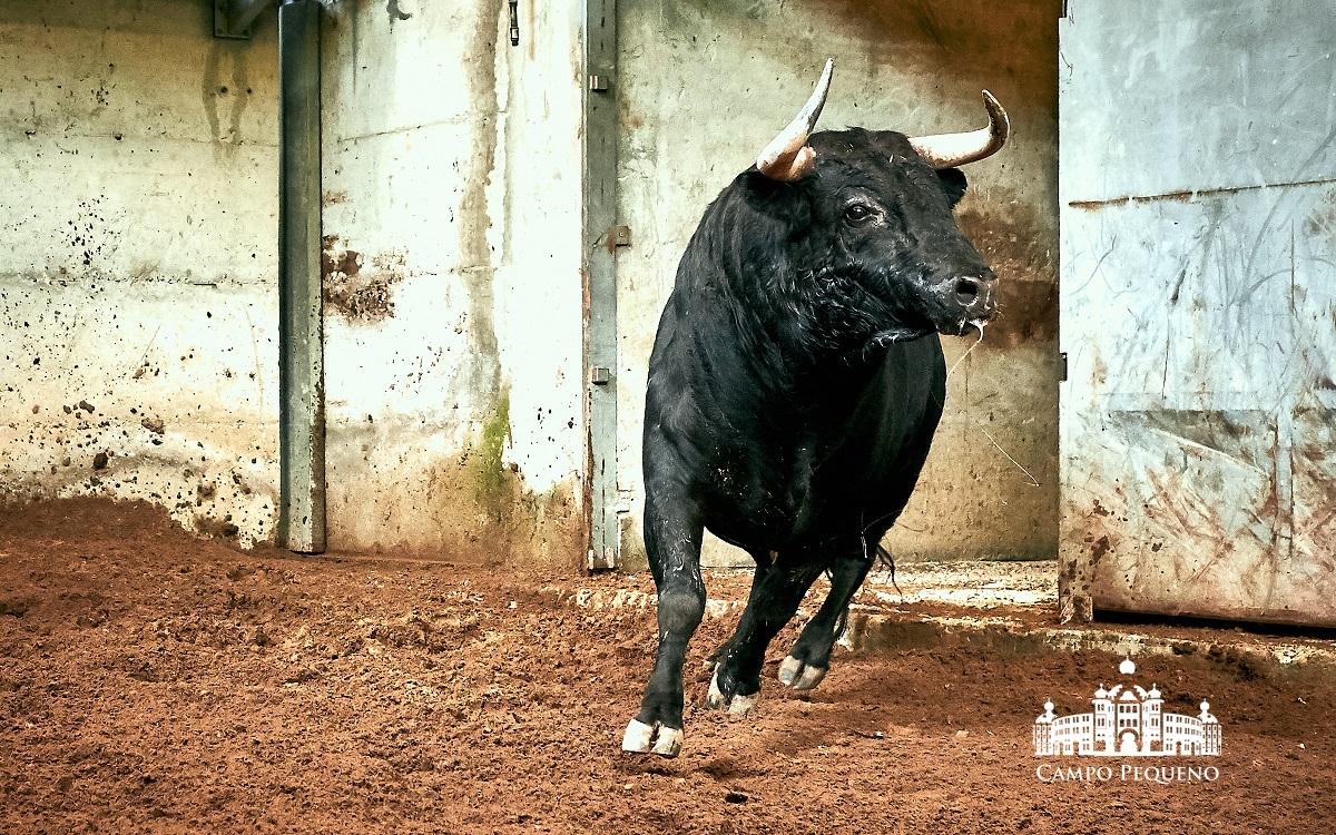 Los toros de Paulo Caetano para Morante y Manzanares en Lisboa. 5 de julio de 2018