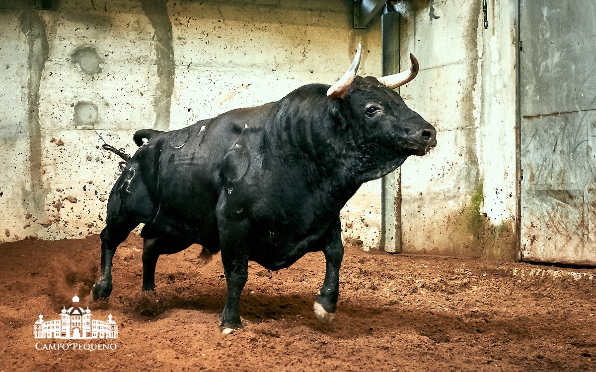 Los toros de Paulo Caetano para Morante y Manzanares en Lisboa. 5 de julio de 2018