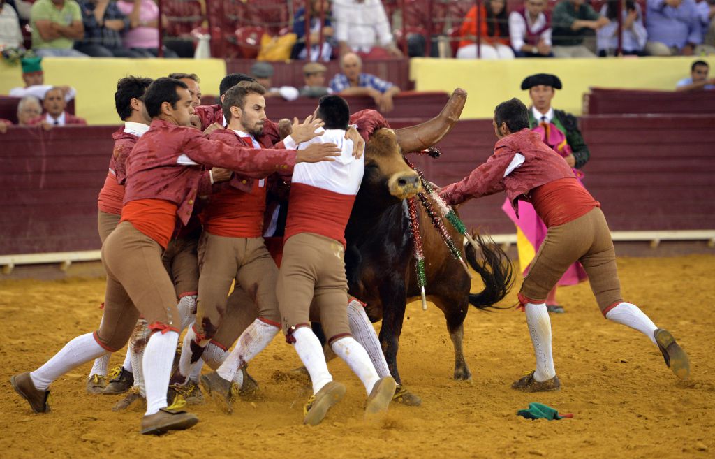 Luis Rouxinol, Filipe Gonçalves y Francisco Palha con toros de Pinto Barreiros