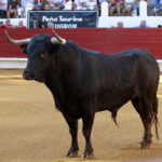 Saint Vincent de Tyrosse (Francia) - Desafío ganadero - Domingo 22 de julio de 2018