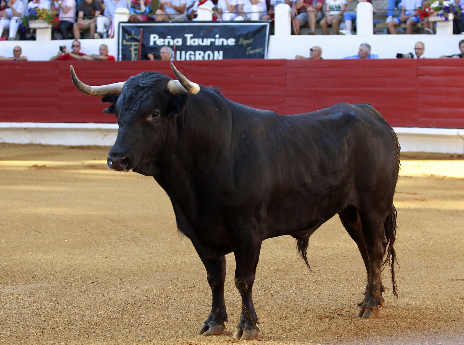 Saint Vincent de Tyrosse (Francia) - Desafío ganadero - Domingo 22 de julio de 2018