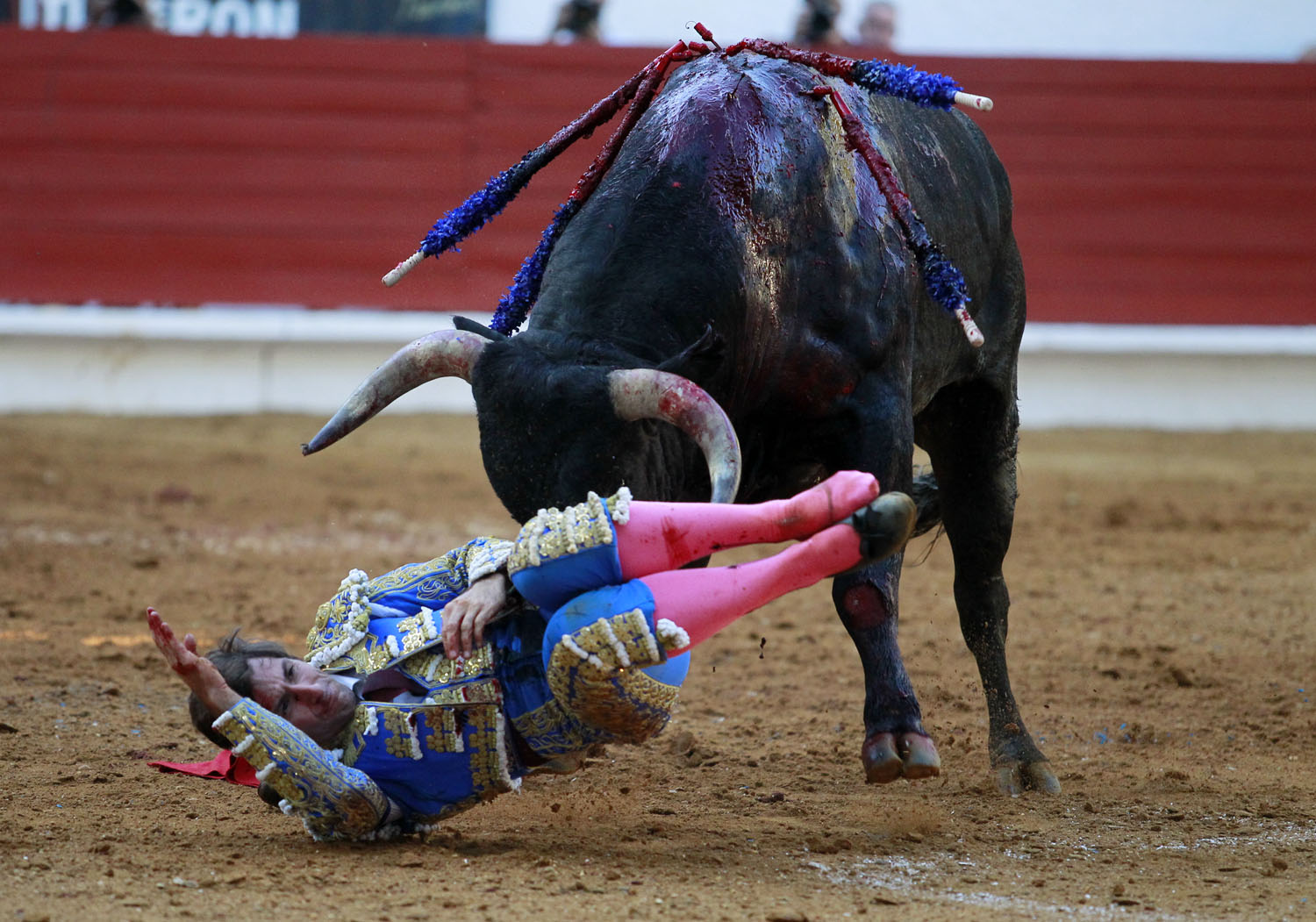 Saint Vincent de Tyrosse (Francia) - Desafío ganadero - Domingo 22 de julio de 2018