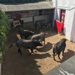 Sorteo Azpeitia, 29 de julio de 2018. Toros de Ana Romero