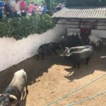 Sorteo Azpeitia, 29 de julio de 2018. Toros de Ana Romero