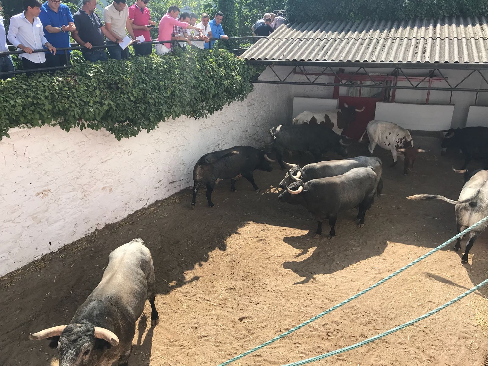 Sorteo Azpeitia, 29 de julio de 2018. Toros de Ana Romero