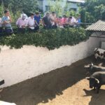 Sorteo Azpeitia, 29 de julio de 2018. Toros de Ana Romero