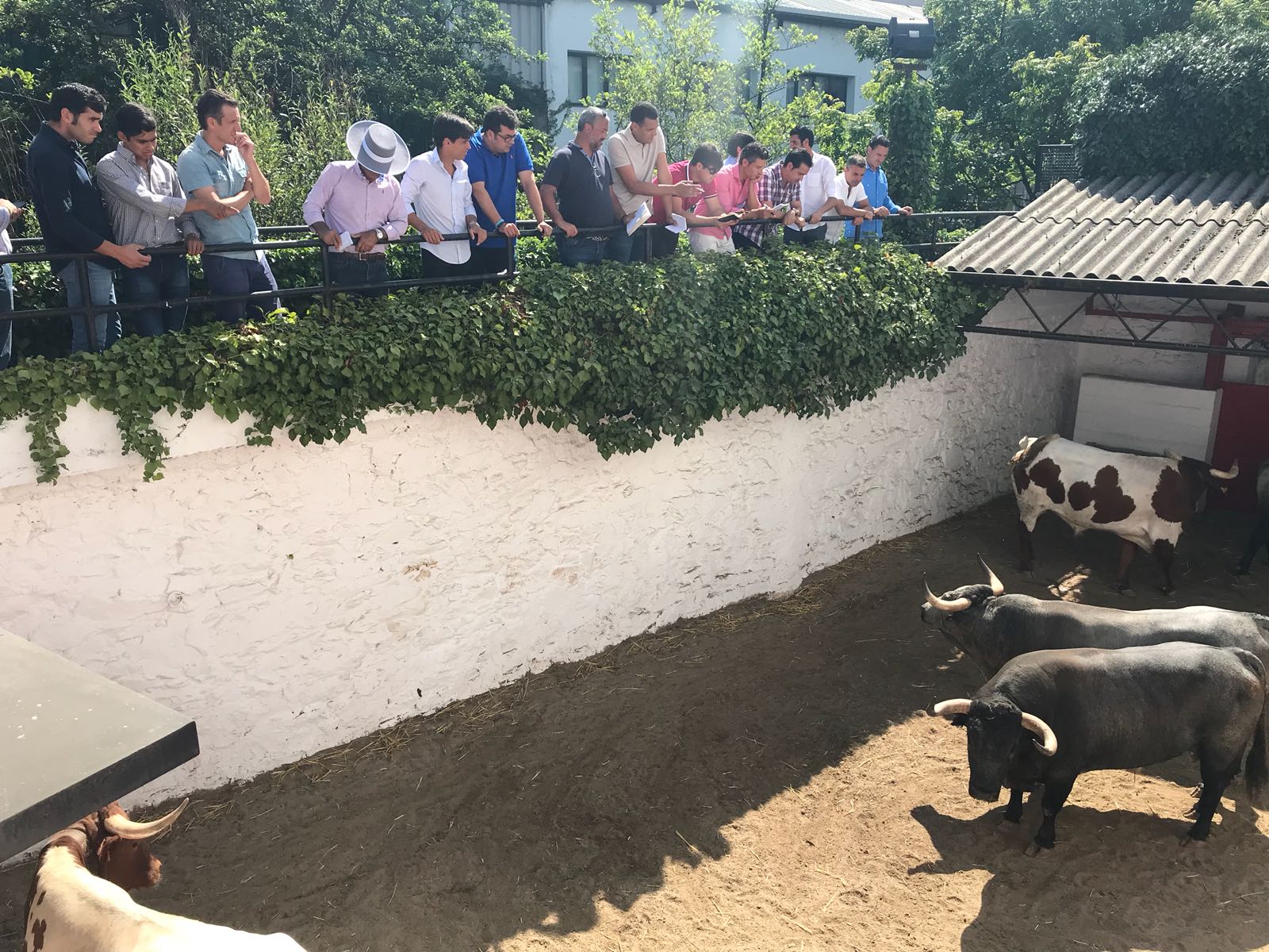 Sorteo Azpeitia, 29 de julio de 2018. Toros de Ana Romero