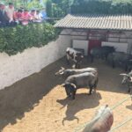 Sorteo Azpeitia, 29 de julio de 2018. Toros de Ana Romero