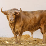 Sorteo, Valencia 29 de julio de 2018