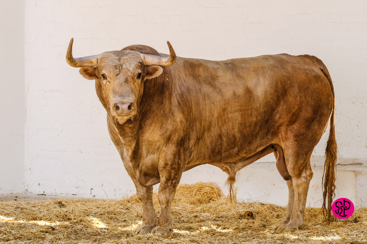 Sorteo, Valencia 29 de julio de 2018