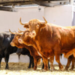 Sorteo, Valencia 29 de julio de 2018